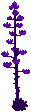 Description: centuryplant_purple.gif