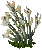 Description: lilies_plain.gif